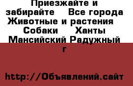 Приезжайте и забирайте. - Все города Животные и растения » Собаки   . Ханты-Мансийский,Радужный г.